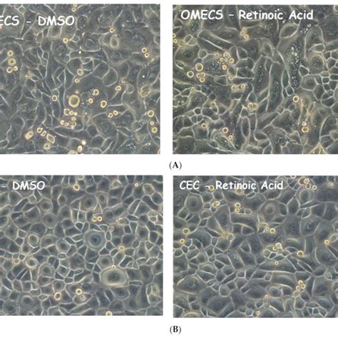 Cell Culture Of Human Oral Mucosal And Corneal Epithelial Cells A B