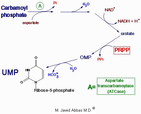 Course Metabolism Of Nucleotides Id Flashcards Quizlet