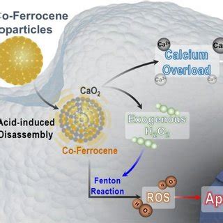 Schematic illustration for the functioning mechanism of CaO2@Co-Fc ...