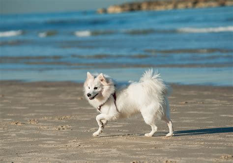 Japanese Spitz - Temperament, Lifespan, Shedding, Puppy