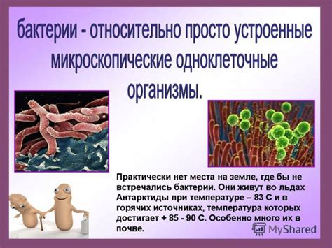 Вирусы И Бактерии Презентация - directionwarehouse