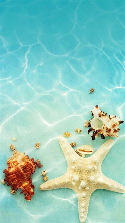 Aesthetic Iphone Wallpaper Seashells Under The Water Summer Wallpaper