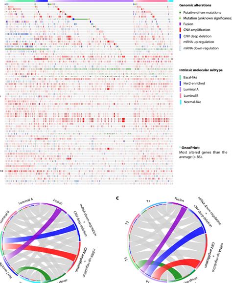 Oncoprint Of Genomic Alterations According To The Pan Cancer Atlas A