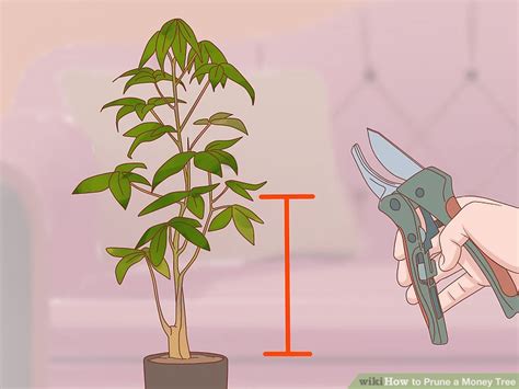 How To Prune A Money Tree 12 Steps With Pictures Wikihow