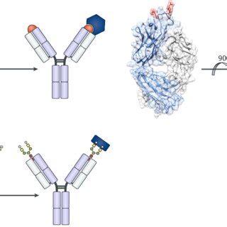 Pdf Breaking The Law Unconventional Strategies For Antibody