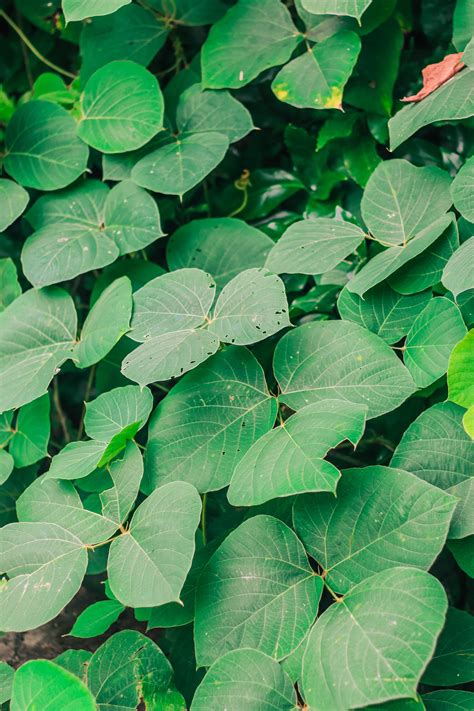 Close-up Photo Of Green Fern Leaf · Free Stock Photo