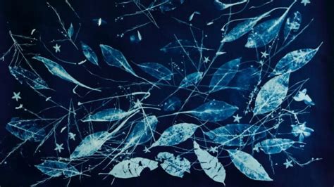 Comment Faire Un Cyanotype Lart Et La Technique