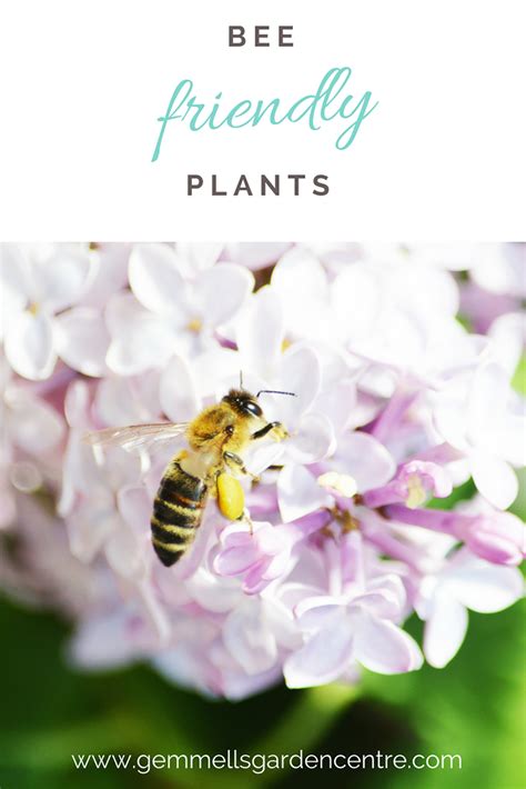 Plant These Bee Friendly Flowers Perennials Herbs And Shrubs In Your Garden To Assist The