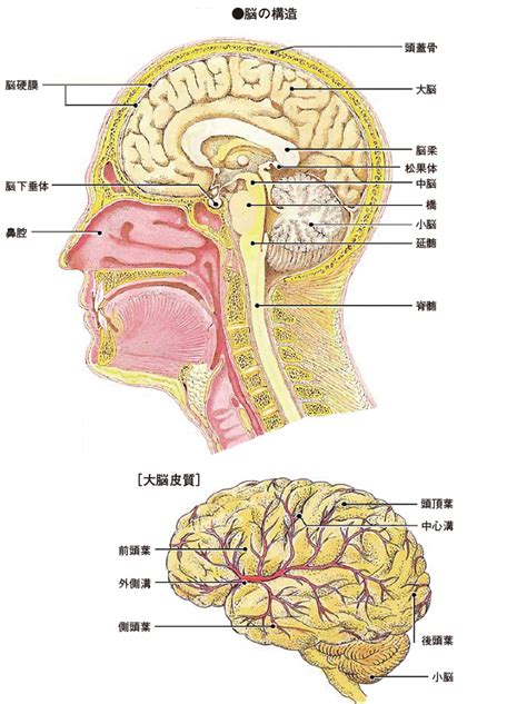 人体の構造図家庭の医学時事メディカル