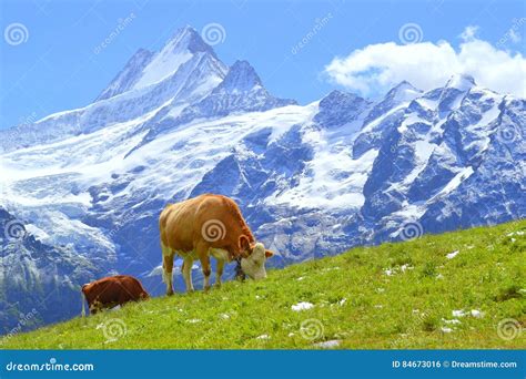 Schweizer Kuh Auf Grünem Gras in Den Alpen Grindelwald Schweiz