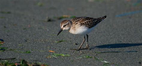 Nw Bird Blog Semipalmated Sandpiper