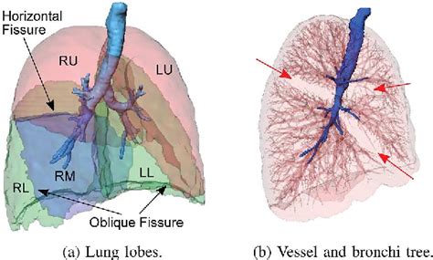 Figure From Automatic Segmentation Of The Pulmonary Lobes From Chest