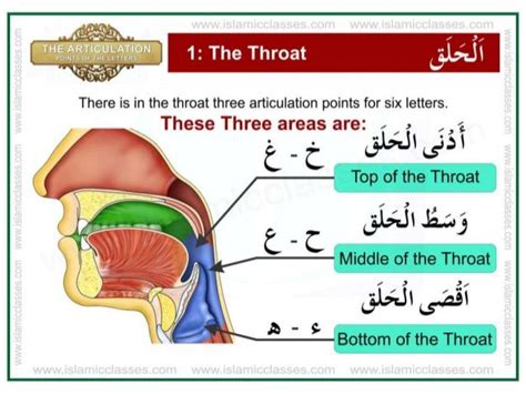 Articulation points-of-the-letters- makhraj | Learn quran, Tajweed ...