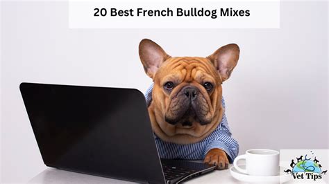 20 Best French Bulldog Mixes - Vet Tips