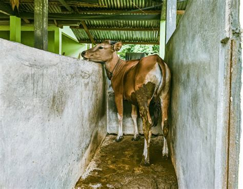 150 Animal Cattle Cow Defecating Fotos De Stock Imagens E Fotos