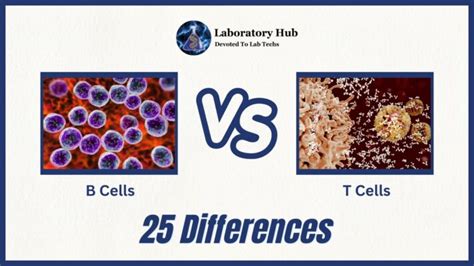 B Cells Vs T Cells Definition And Key Differences