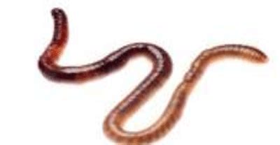 Image of Pheretima Posthuma | Download Scientific Diagram
