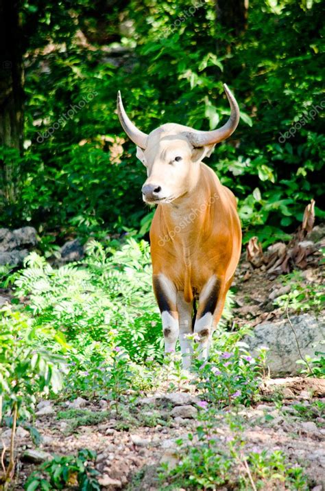 Banteng Estaba En La Lista Roja De Especies Amenazadas En Especies