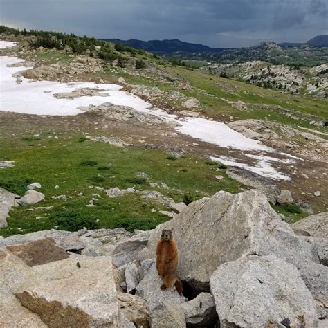 Posing marmot on our day trip today : r/pics