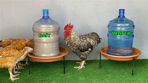 Three Chickens Are Standing Next To Two Large Water Bottles On Small