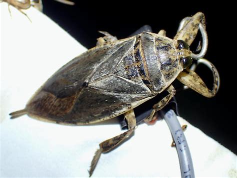 Lethocerus Medius Bugguide Net