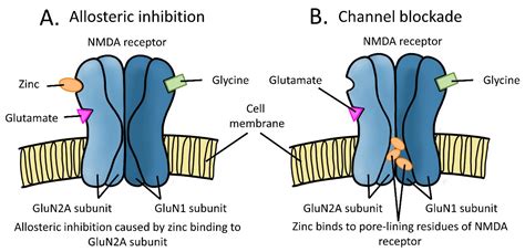 Nmda Receptor