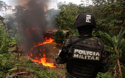 Incineran Plantaci N De Droga En Olanchito Yoro Video Diario La