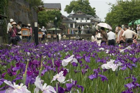 「高瀬裏川花しょうぶまつり」が開催されます！ 【公式】玉名のモダン旅館 L 尚玄山荘