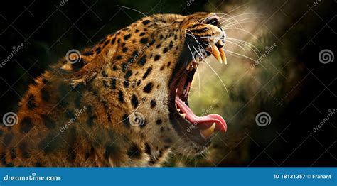 Leopard Roar Royalty Free Stock Photography - Image: 18131357