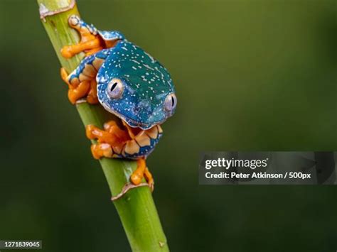 Tropical Rainforest Insects Fotografías E Imágenes De Stock Getty Images