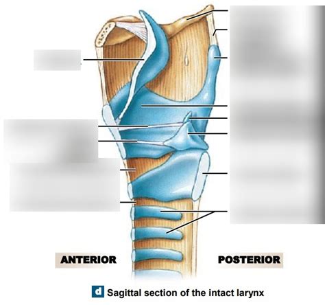 Larynx Sagittal Section Diagram Quizlet