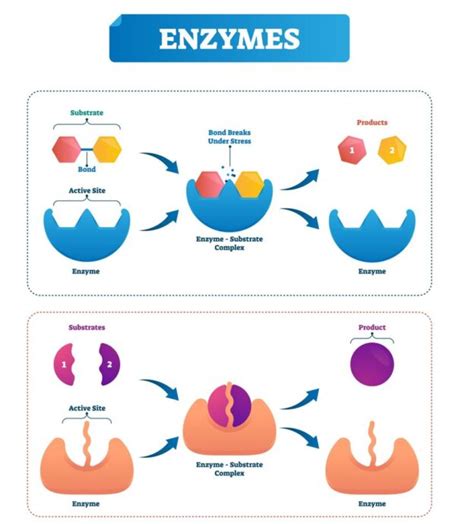 Hormone Vs Enzyme My Endo Consult