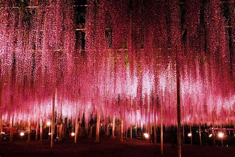 This 144-Year-Old Wisteria In Japan Looks Like A Pink Sky