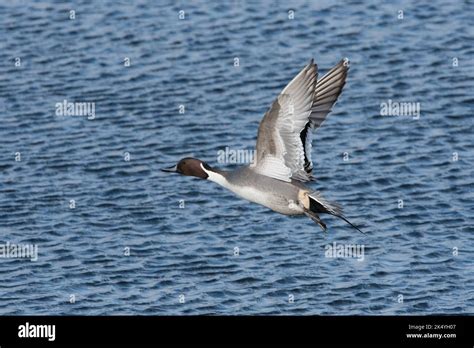 Anas Acuta Northern Pintail Stock Photo Alamy