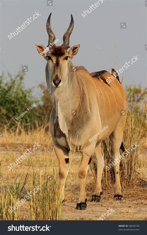 Eland Antelope The Worlds Largest Antelope Serengeti Tanzania