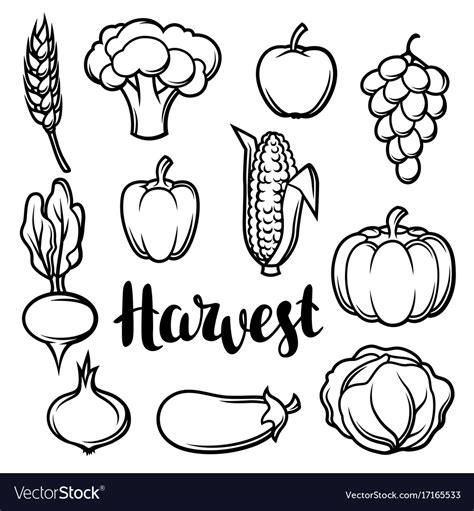 Harvest Set Fruits And Vegetables Autumn Vector Image