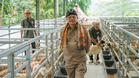 Mentan Syl Dorong Peningkatan Produksi Kambing Domba Kulon Progo