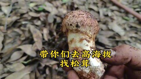 小伙到 3000 多米高海拔找松茸， 松茸蘑菇双丰收，运气也太好了小伙到 Youtube