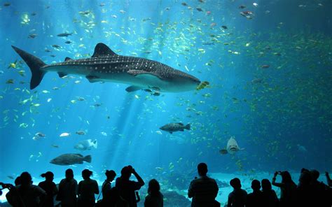 Animals Wildlife Nature Sea Fish Whale Shark Shark Aquarium