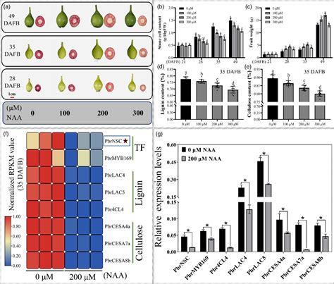 Figure From Auxin Inhibits Lignin And Cellulose Biosynthesis In Stone