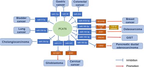 Frontiers The Role Of LncRNA PCAT6 In Cancers