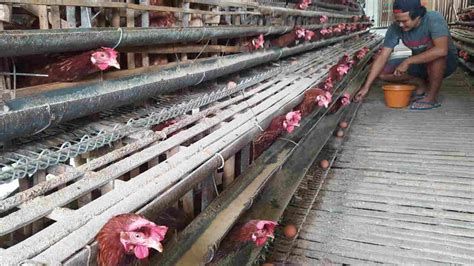 Harga Telur Ayam Anjlok Peternak Di Ciamis Terancam Bangkrut