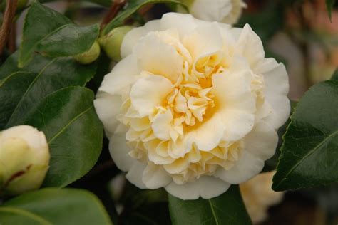 Camellia Jurys Yellow