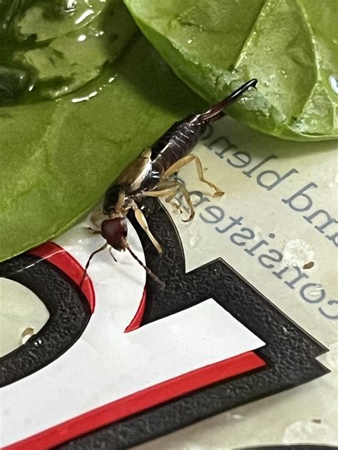 Found In Bag Of Spinach What Is This R Whatsthisbug