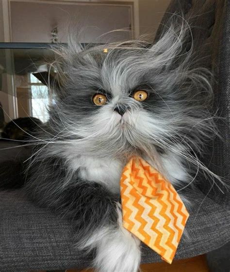 atchoum the cat | Animals, Ragdoll cat, Persian cat