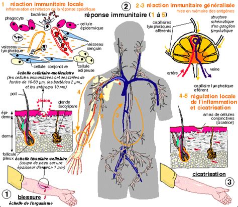 Immunologie Pdf Cours