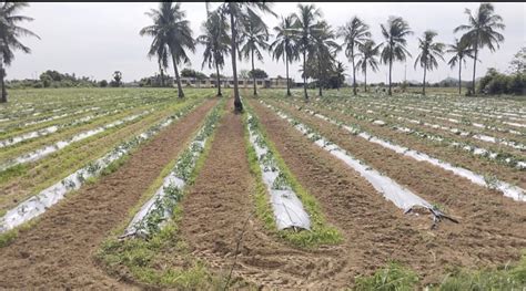 15 Acre Agricultural Farm Land For Sale In Thirukalukundram Kanchipuram