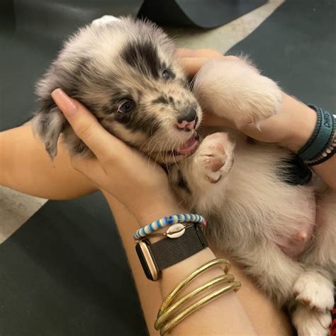 Puppy Yoga Marseille