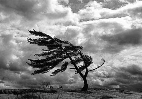 Group Of Seven Paintings White Tree Dark Skies Photojournalist Lamp