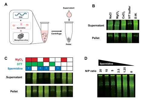 Ijms Free Full Text Mesoporous Silica Particle As An Rna Adsorbent